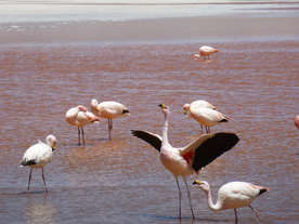 火烈鸟 空山鸟语图片