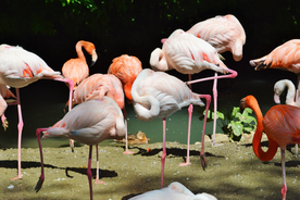 火烈鸟 空山鸟语图片