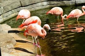 火烈鸟空山鸟语图片