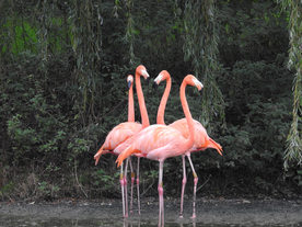 火烈鸟空山鸟语图片