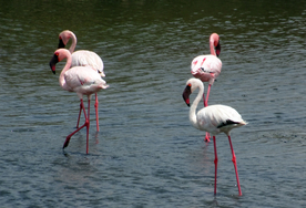 火烈鸟空山鸟语图片