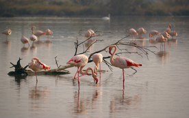火烈鸟空山鸟语图片