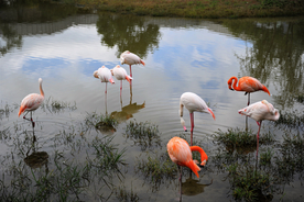 火烈鸟空山鸟语图片