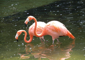 火烈鸟空山鸟语图片