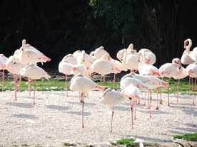 火烈鸟空山鸟语图片