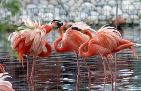 火烈鸟空山鸟语图片