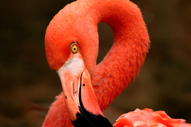 火烈鸟空山鸟语图片