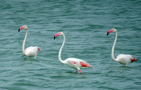 火烈鸟空山鸟语图片