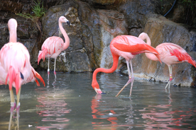 火烈鸟空山鸟语图片