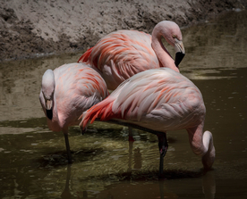 火烈鸟空山鸟语图片
