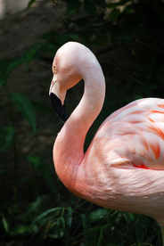 火烈鸟空山鸟语图片