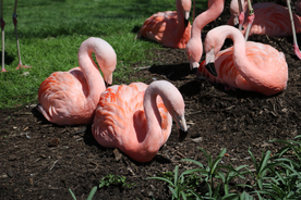 火烈鸟空山鸟语图片