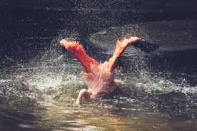 火烈鸟空山鸟语图片