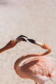 火烈鸟空山鸟语图片