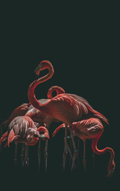 火烈鸟空山鸟语图片