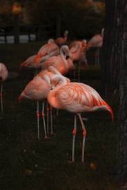 火烈鸟空山鸟语图片