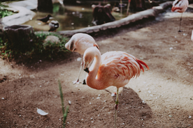 火烈鸟空山鸟语图片