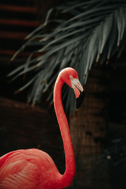 火烈鸟空山鸟语图片