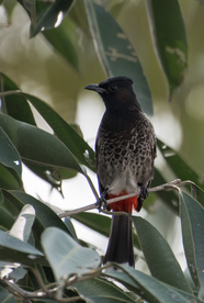 夜莺空山鸟语图片