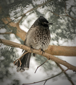 夜莺空山鸟语图片