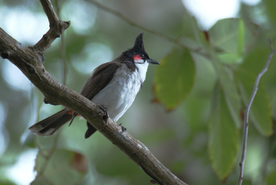 夜莺空山鸟语图片