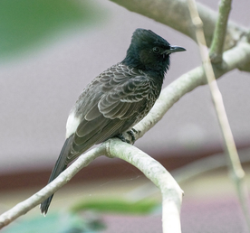 夜莺空山鸟语图片