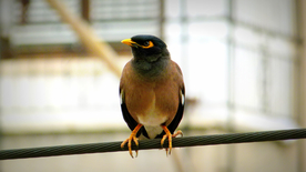 夜莺空山鸟语图片
