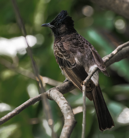 夜莺空山鸟语图片