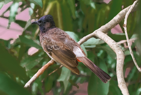 夜莺空山鸟语图片