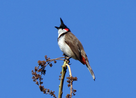 夜莺空山鸟语图片