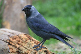乌鸦空山鸟语图片