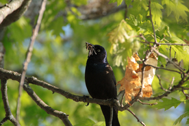 乌鸦空山鸟语图片