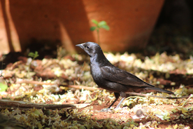 乌鸦空山鸟语图片