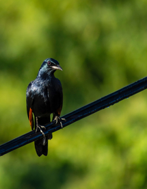 乌鸦空山鸟语图片
