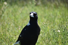 乌鸦空山鸟语图片