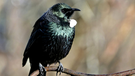 乌鸦空山鸟语图片