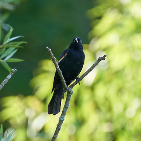 乌鸦空山鸟语图片