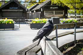 乌鸦空山鸟语图片