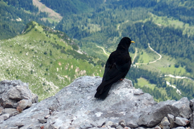 乌鸦空山鸟语图片
