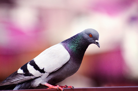 灰鸽空山鸟语图片