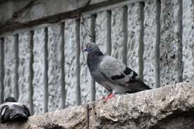 灰鸽空山鸟语图片