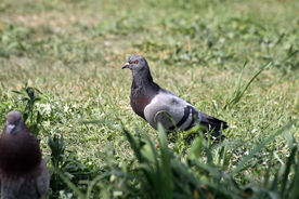 灰鸽空山鸟语图片