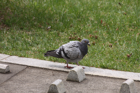 灰鸽空山鸟语图片
