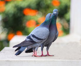 灰鸽空山鸟语图片