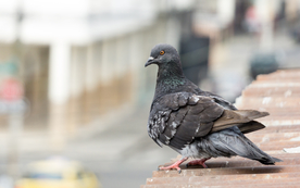 灰鸽空山鸟语图片