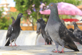 灰鸽空山鸟语图片