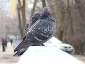 灰鸽空山鸟语图片