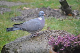 灰鸽空山鸟语图片