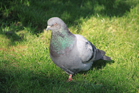 灰鸽空山鸟语图片