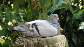 灰鸽空山鸟语图片